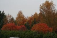 Kliknij aby zobaczyć album: Kolory jesieni